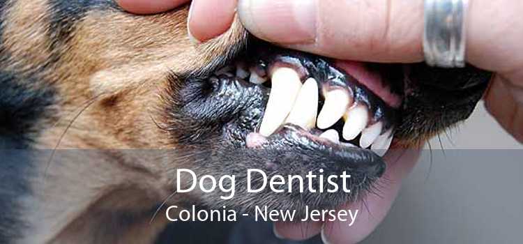 Dog Dentist Colonia - New Jersey