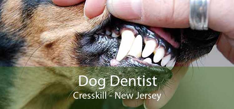 Dog Dentist Cresskill - New Jersey