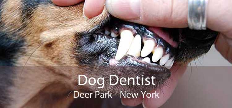 Dog Dentist Deer Park - New York