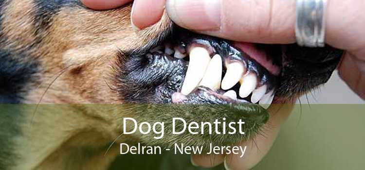 Dog Dentist Delran - New Jersey