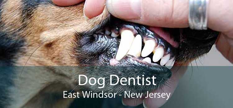 Dog Dentist East Windsor - New Jersey