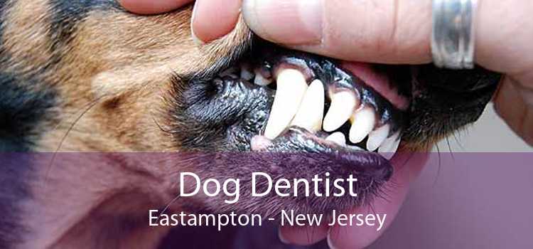 Dog Dentist Eastampton - New Jersey