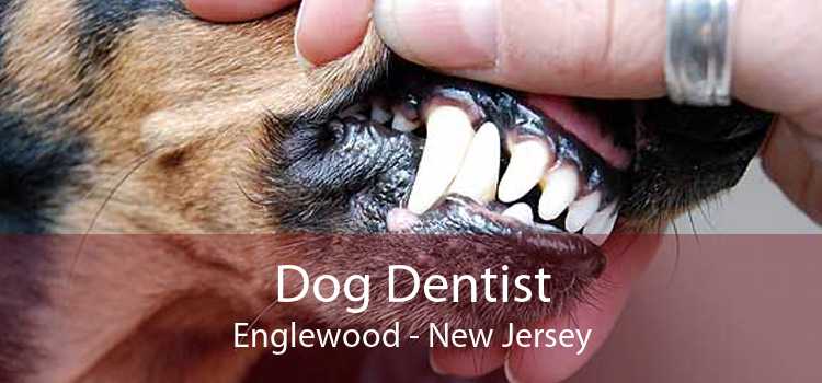 Dog Dentist Englewood - New Jersey