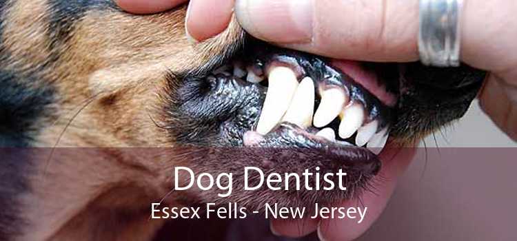 Dog Dentist Essex Fells - New Jersey