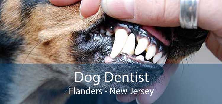 Dog Dentist Flanders - New Jersey