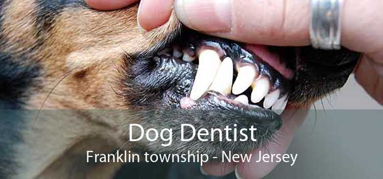 Dog Dentist Franklin township - New Jersey