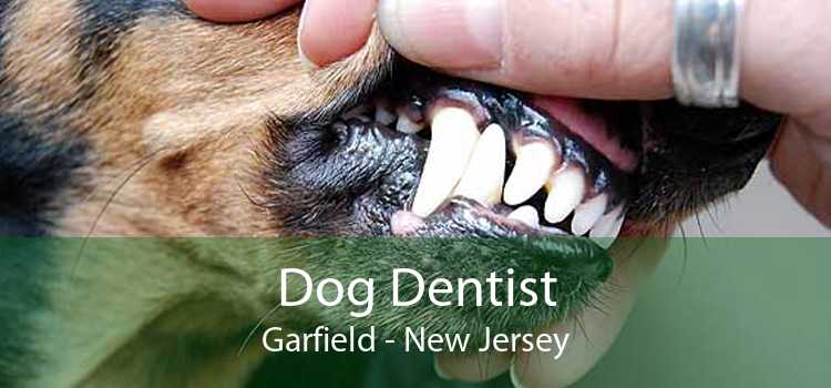 Dog Dentist Garfield - New Jersey