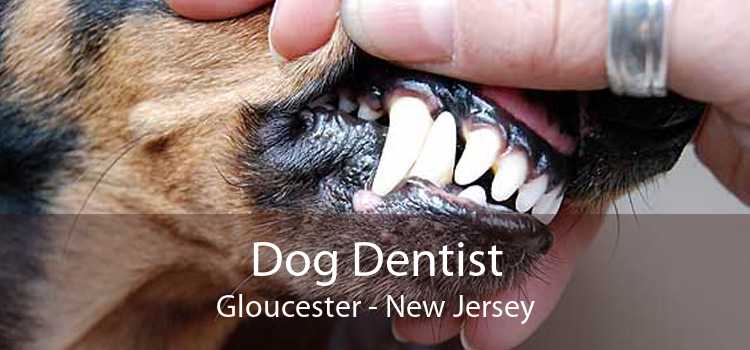 Dog Dentist Gloucester - New Jersey