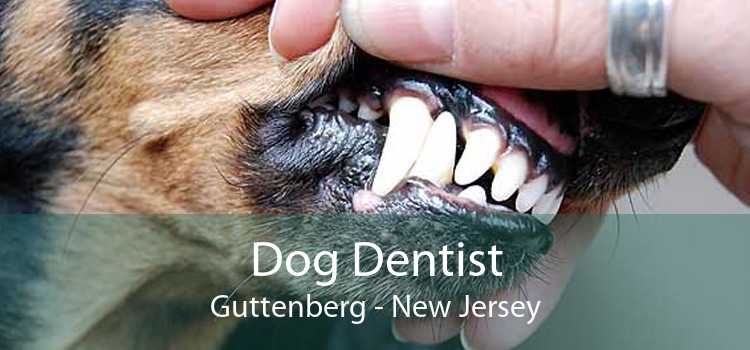 Dog Dentist Guttenberg - New Jersey