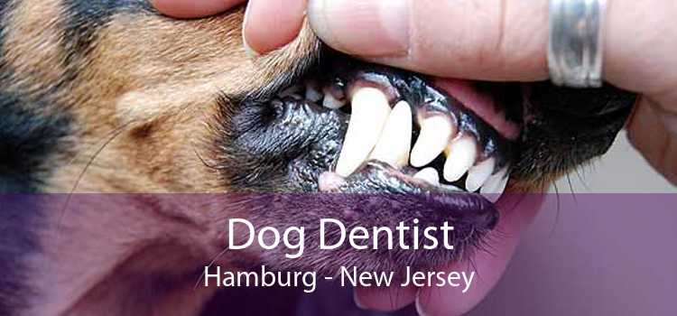 Dog Dentist Hamburg - New Jersey