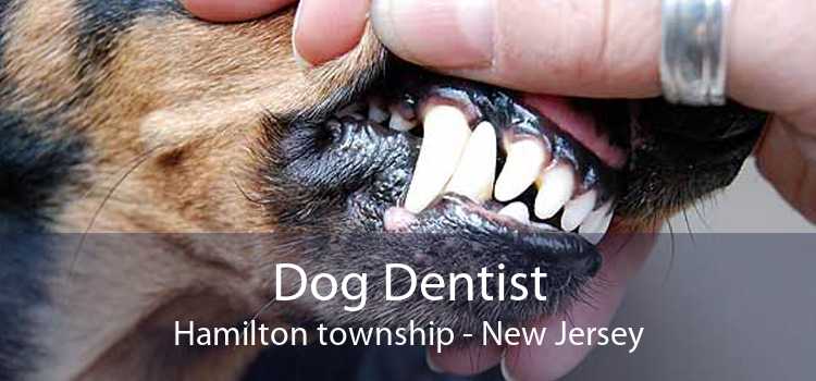 Dog Dentist Hamilton township - New Jersey