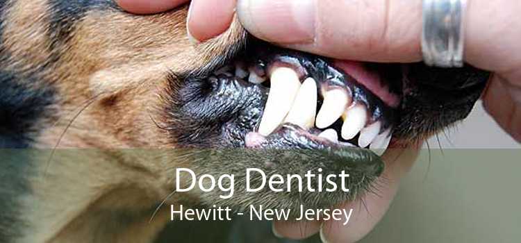 Dog Dentist Hewitt - New Jersey