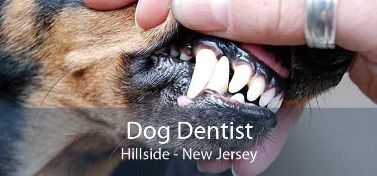 Dog Dentist Hillside - New Jersey