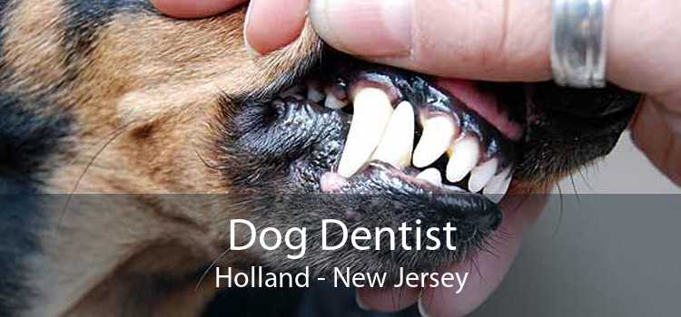 Dog Dentist Holland - New Jersey