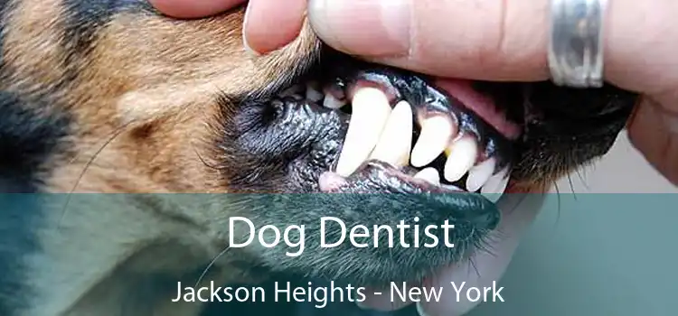 Dog Dentist Jackson Heights - New York