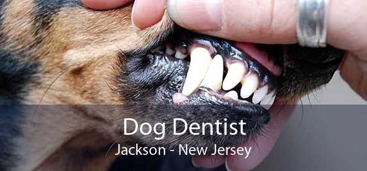 Dog Dentist Jackson - New Jersey