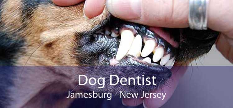 Dog Dentist Jamesburg - New Jersey