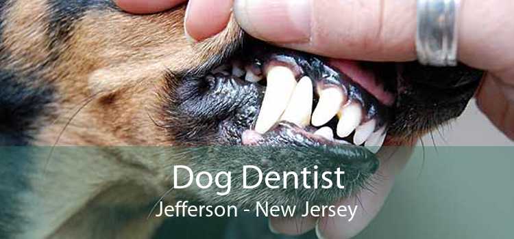 Dog Dentist Jefferson - New Jersey