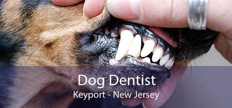 Dog Dentist Keyport - New Jersey