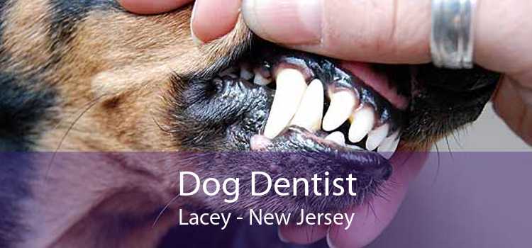 Dog Dentist Lacey - New Jersey
