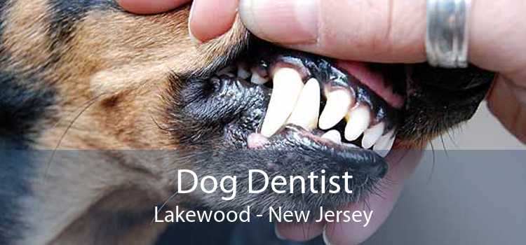 Dog Dentist Lakewood - New Jersey