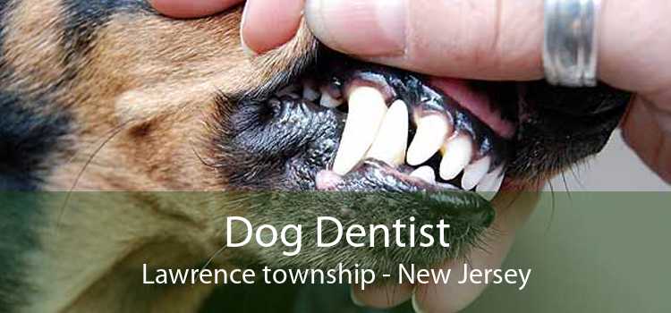 Dog Dentist Lawrence township - New Jersey