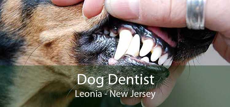 Dog Dentist Leonia - New Jersey