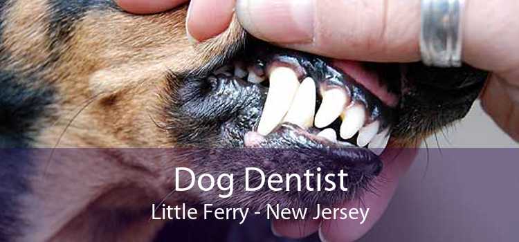 Dog Dentist Little Ferry - New Jersey