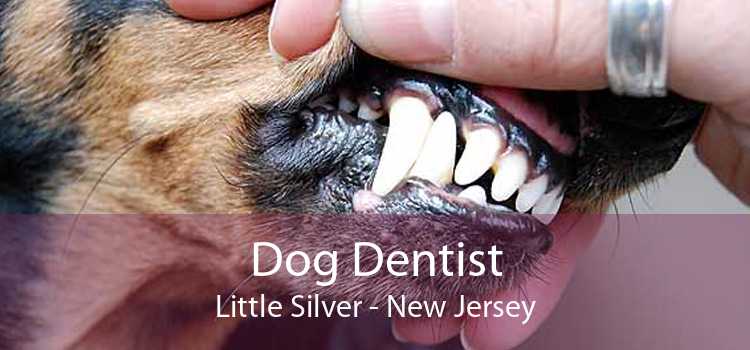 Dog Dentist Little Silver - New Jersey