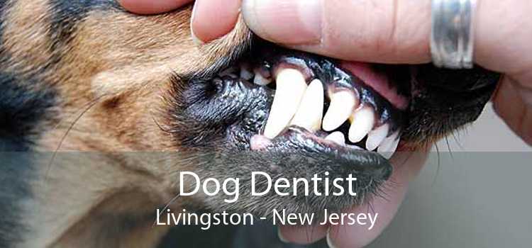 Dog Dentist Livingston - New Jersey