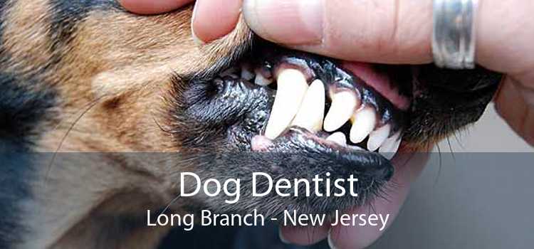 Dog Dentist Long Branch - New Jersey