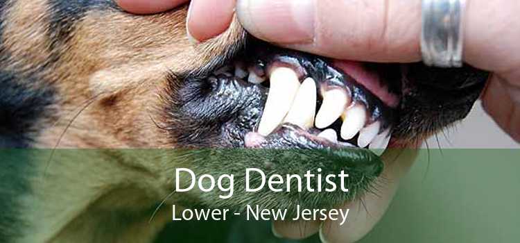 Dog Dentist Lower - New Jersey