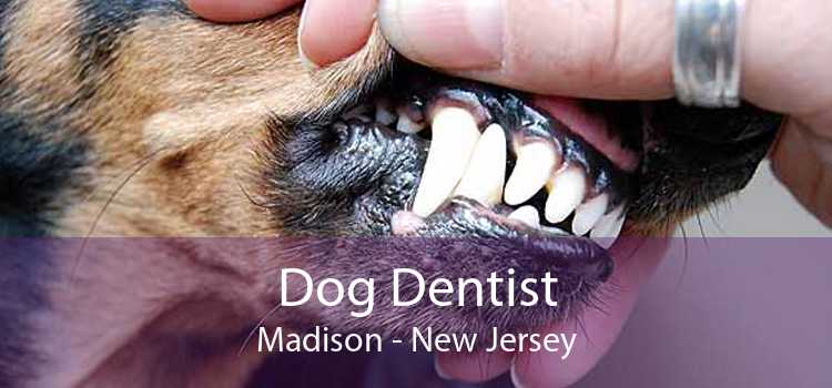 Dog Dentist Madison - New Jersey
