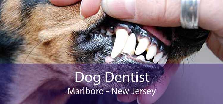 Dog Dentist Marlboro - New Jersey