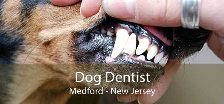 Dog Dentist Medford - New Jersey