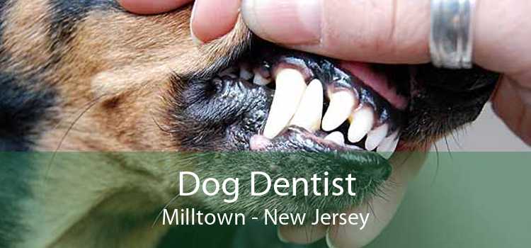 Dog Dentist Milltown - New Jersey