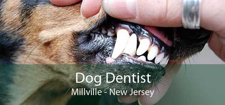 Dog Dentist Millville - New Jersey