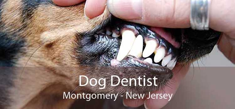 Dog Dentist Montgomery - New Jersey
