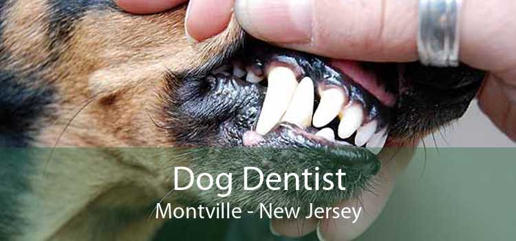 Dog Dentist Montville - New Jersey