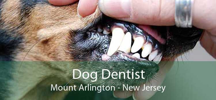 Dog Dentist Mount Arlington - New Jersey