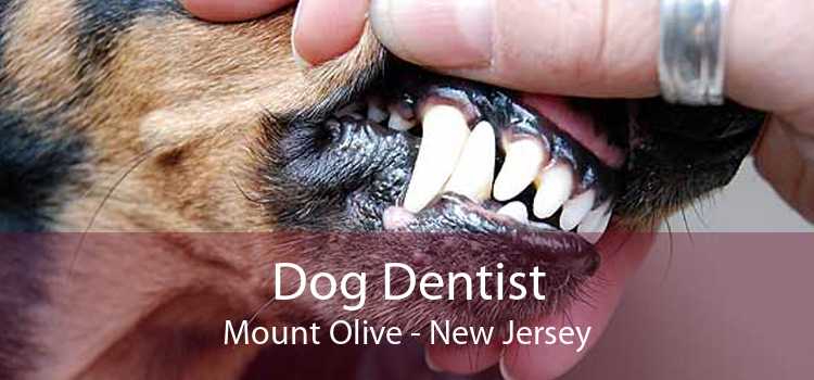 Dog Dentist Mount Olive - New Jersey