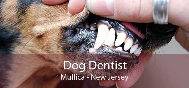 Dog Dentist Mullica - New Jersey