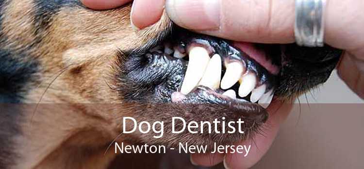 Dog Dentist Newton - New Jersey