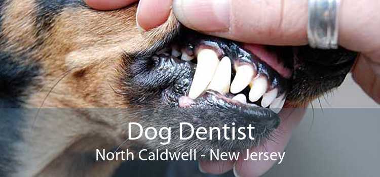 Dog Dentist North Caldwell - New Jersey