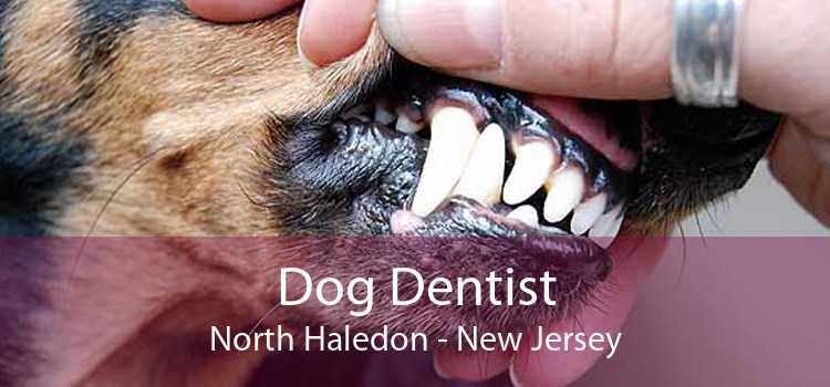 Dog Dentist North Haledon - New Jersey