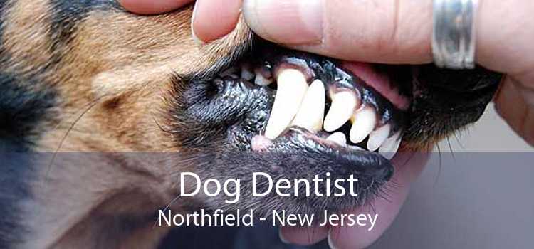 Dog Dentist Northfield - New Jersey