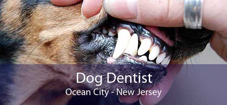 Dog Dentist Ocean City - New Jersey
