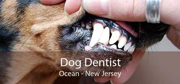 Dog Dentist Ocean - New Jersey