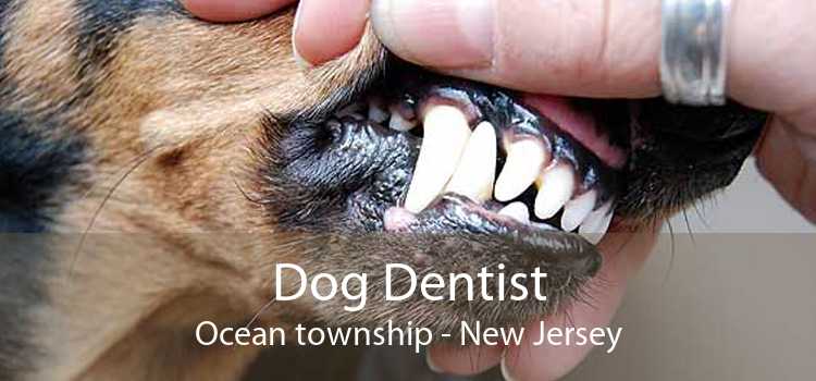 Dog Dentist Ocean township - New Jersey
