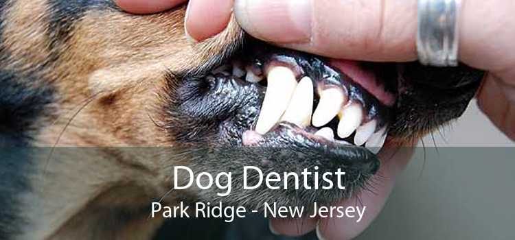 Dog Dentist Park Ridge - New Jersey